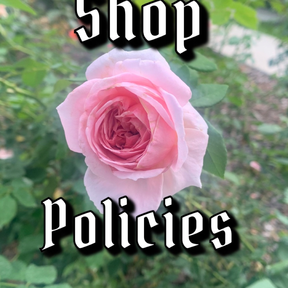 Pink Rose Bloom